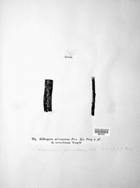 Plagiostoma salicellum image